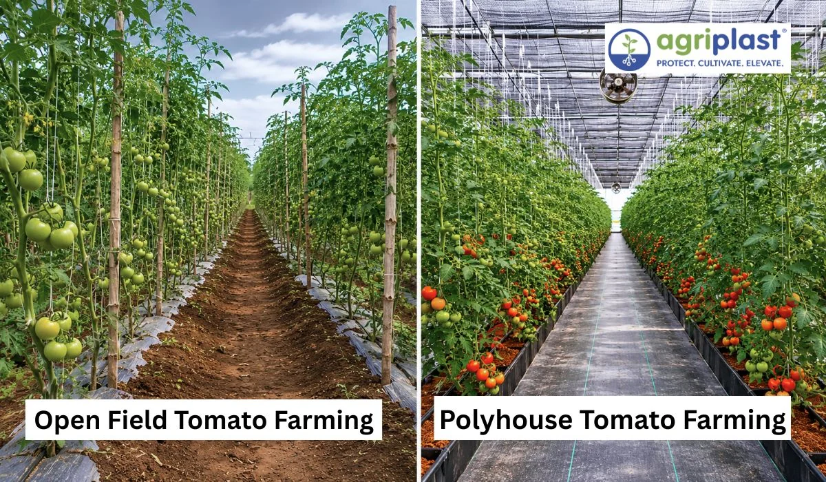 Side-by-side comparison &mdash; open field tomato with bamboo stakes left, polyhouse tomato interior with ripe red fruit right